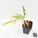 Philodendron Florida Beauty x Polypodioides Variegated (wk29-H) - Image 4