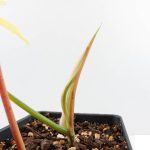 Philodendron Florida Beauty x Polypodioides Variegated (wk29-H) - Image 5