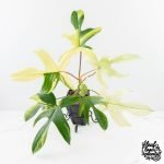 Philodendron 'Florida Beauty' Albo Variegated (wk30-UC)