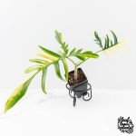 Philodendron Florida Beauty x Polypodioides Variegated (wk27-C)