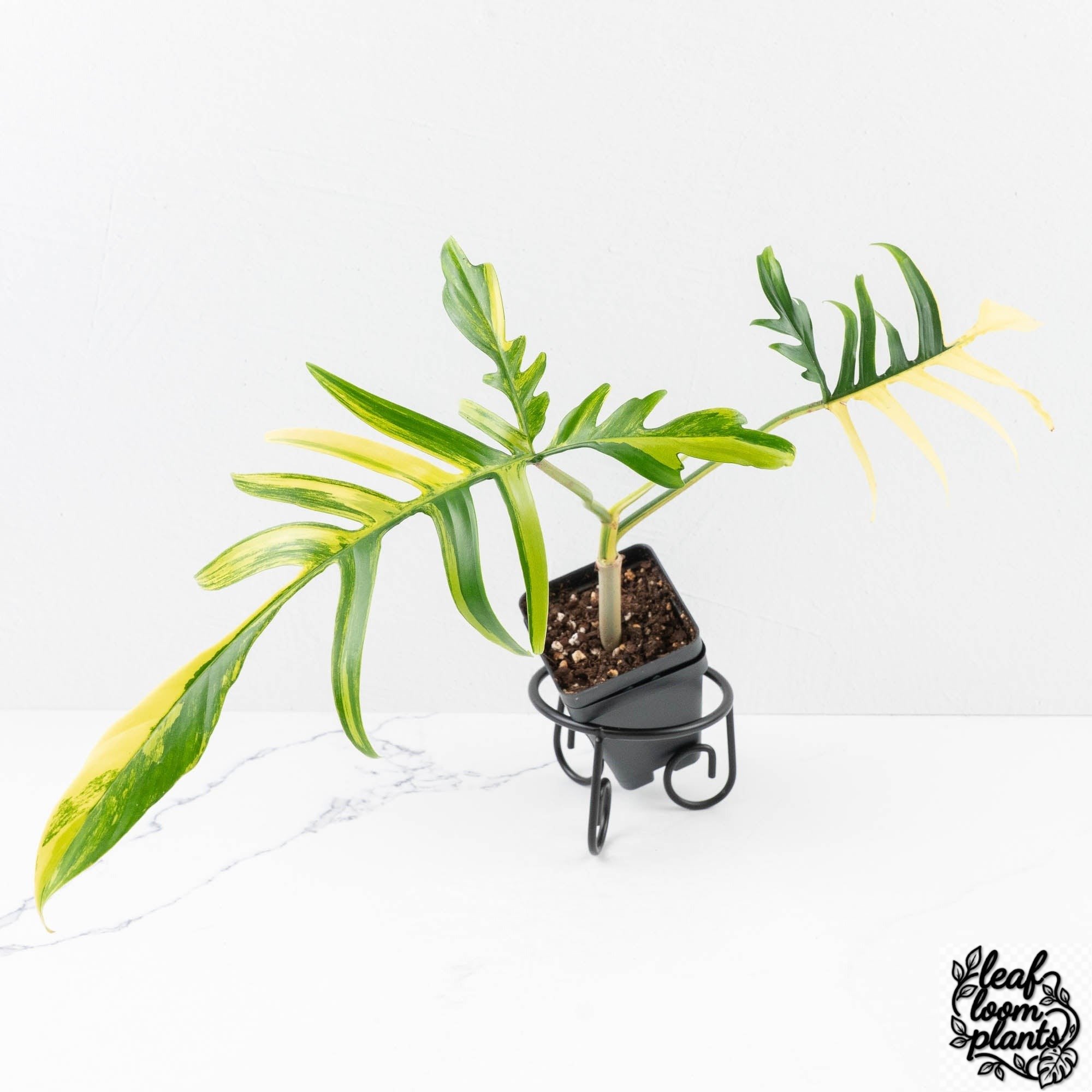 PhilodendronFloridaBeautyxPolypodioides-27C-3-2.jpg Clean Philodendron Florida Beauty x Polypodioides Variegated (wk27-C) - Image 1