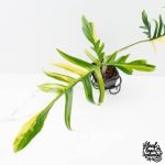 Philodendron Florida Beauty x Polypodioides Variegated (wk27-C) - Image 3