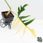 Philodendron Florida Beauty x Polypodioides Variegated (wk27-C) - Image 4