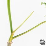 Philodendron Florida Beauty x Polypodioides Variegated (wk27-C) - Image 5