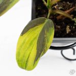 Philodendron Gigas Variegated (wk26-UH) - Image 4