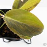 Philodendron Gigas Variegated (wk26-UH) - Image 5