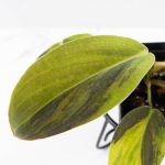 Philodendron Gigas Variegated (wk26-UH) - Image 3