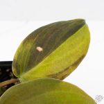 Philodendron Gigas Variegated (wk26-UH) - Image 6