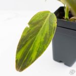 Philodendron Gigas Variegated (wk26-UH) - Image 7