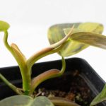 Philodendron Gigas Variegated (wk26-UH) - Image 8