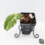 Philodendron Gloriosum Marble Pink Variegated *Type 4* (wk28-UF) - Image 2