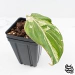 Philodendron Gloriosum Marble Pink Variegated *Type 4* (wk28-UF) - Image 4