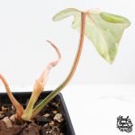 Philodendron Gloriosum Marble Pink Variegated *Type 4* (wk28-UF) - Image 5