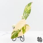 Philodendron Gloriosum Variegated *Type 2* (wk29-C)