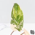 Philodendron Gloriosum Variegated *Type 2* (wk29-C) - Image 3