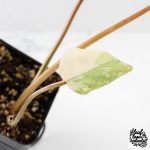 Philodendron Gloriosum Variegated *Type 2* (wk29-C) - Image 4