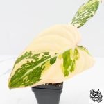 Philodendron Gloriosum Variegated *Type 2* (wk29-C) - Image 5