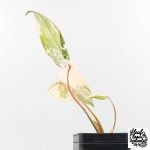 Philodendron Gloriosum Variegated *Type 2* (wk29-C) - Image 6