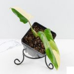 Philodendron 'Golden Dragon' Variegated (wk29-F)