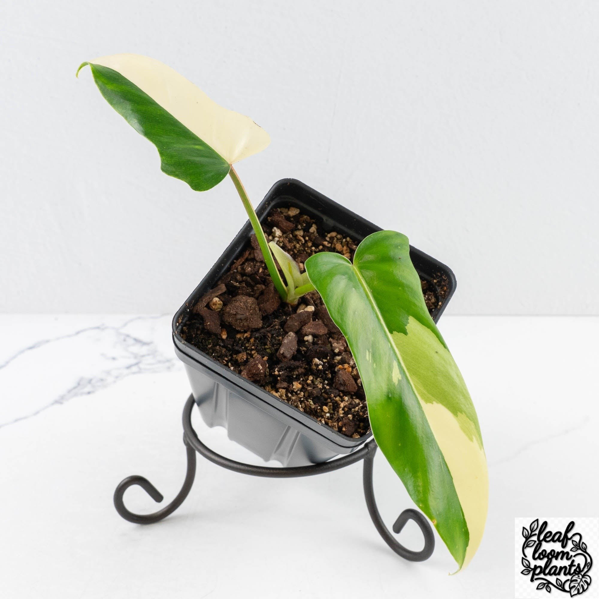 PhilodendronGoldenDragon-29F-3-2.jpg Clean Philodendron 'Golden Dragon' Variegated (wk29-F) - Image 1