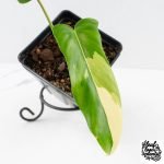 Philodendron 'Golden Dragon' Variegated (wk29-F) - Image 3