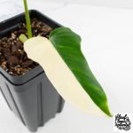 Philodendron 'Golden Dragon' Variegated (wk29-F) - Image 4