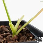Philodendron 'Golden Dragon' Variegated (wk29-F) - Image 5