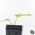 Philodendron 'Golden Dragon' Variegated (wk29-F) - Image 6