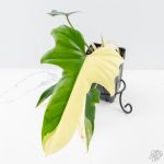 Philodendron 'Golden Dragon' Variegated (wk25-B)