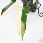 Philodendron 'Golden Dragon' Variegated (wk25-B) - Image 3