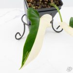 Philodendron 'Golden Dragon' Variegated (wk25-B) - Image 4