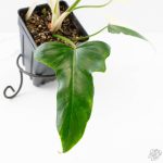 Philodendron 'Golden Dragon' Variegated (wk25-B) - Image 5