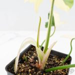 Philodendron 'Golden Dragon' Variegated (wk25-B) - Image 6