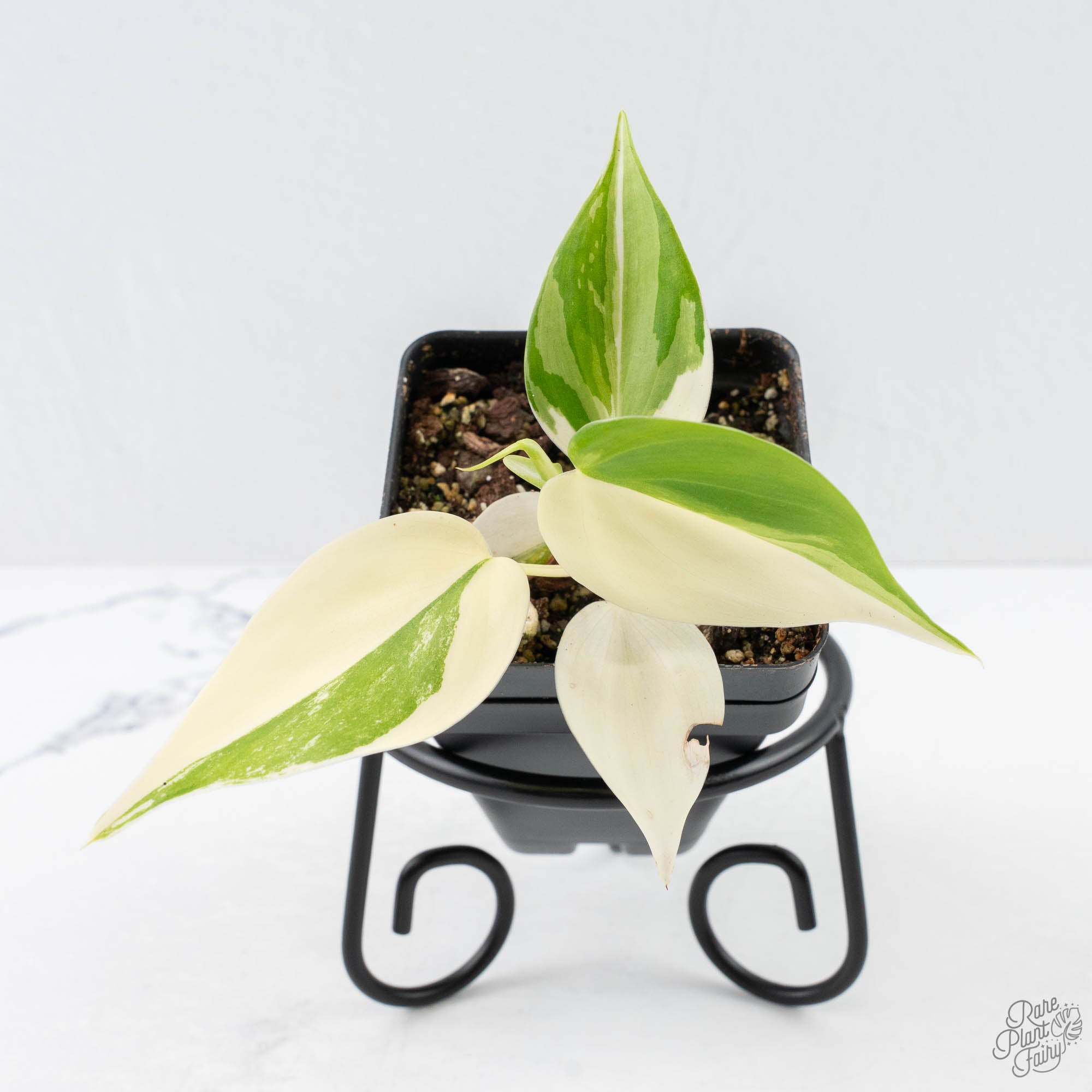 PhilodendronHederaceumHeartleafalbo-26a-3-2.jpg Philodendron Hederaceum Albo Variegated "Heartleaf" (wk26-A) - Image 1