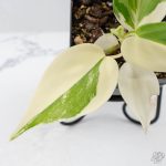 Philodendron Hederaceum Albo Variegated "Heartleaf" (wk26-A) - Image 4