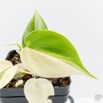 Philodendron Hederaceum Albo Variegated "Heartleaf" (wk26-A) - Image 3