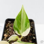 Philodendron Hederaceum Albo Variegated "Heartleaf" (wk26-A) - Image 5
