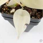 Philodendron Hederaceum Albo Variegated "Heartleaf" (wk26-A) - Image 6