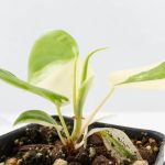 Philodendron Hederaceum Albo Variegated "Heartleaf" (wk26-A) - Image 7