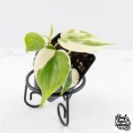Philodendron Hederaceum Albo Variegated "Heartleaf" (wk28-E)