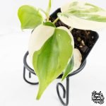 Philodendron Hederaceum Albo Variegated "Heartleaf" (wk28-E) - Image 3