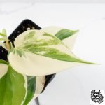 Philodendron Hederaceum Albo Variegated "Heartleaf" (wk28-E) - Image 4