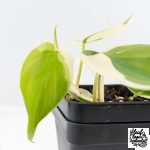 Philodendron Hederaceum Albo Variegated "Heartleaf" (wk28-E) - Image 5