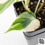 Philodendron Hederaceum Albo Variegated "Heartleaf" (wk28-E) - Image 6