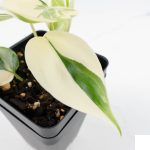 Philodendron Hederaceum Albo Variegated "Heartleaf" (wk28-E) - Image 7