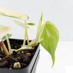 Philodendron Hederaceum Albo Variegated "Heartleaf" (wk28-E) - Image 8