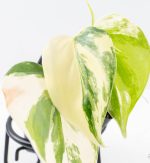 Philodendron Hederaceum Albo Variegated "Heartleaf" (wk24-B) - Image 4