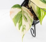 Philodendron Hederaceum Albo Variegated "Heartleaf" (wk24-B) - Image 5