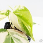 Philodendron Hederaceum Albo Variegated "Heartleaf" (wk24-B) - Image 3