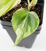 Philodendron Hederaceum Albo Variegated "Heartleaf" (wk24-B) - Image 6
